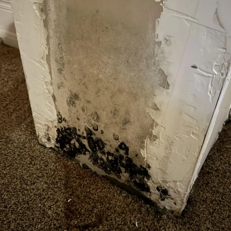 Professional Mold Removal in Coldspring, TX
